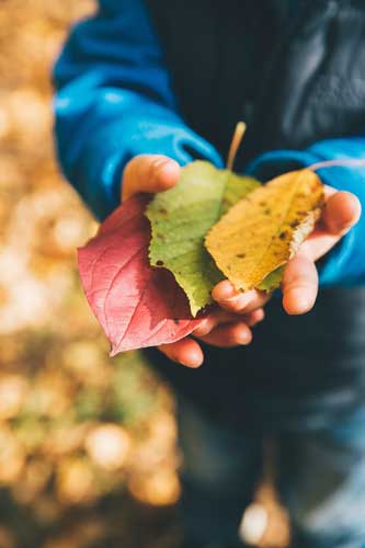 Tavistock Preschool | Home - image of child holding a green, a red and a yellow leaf